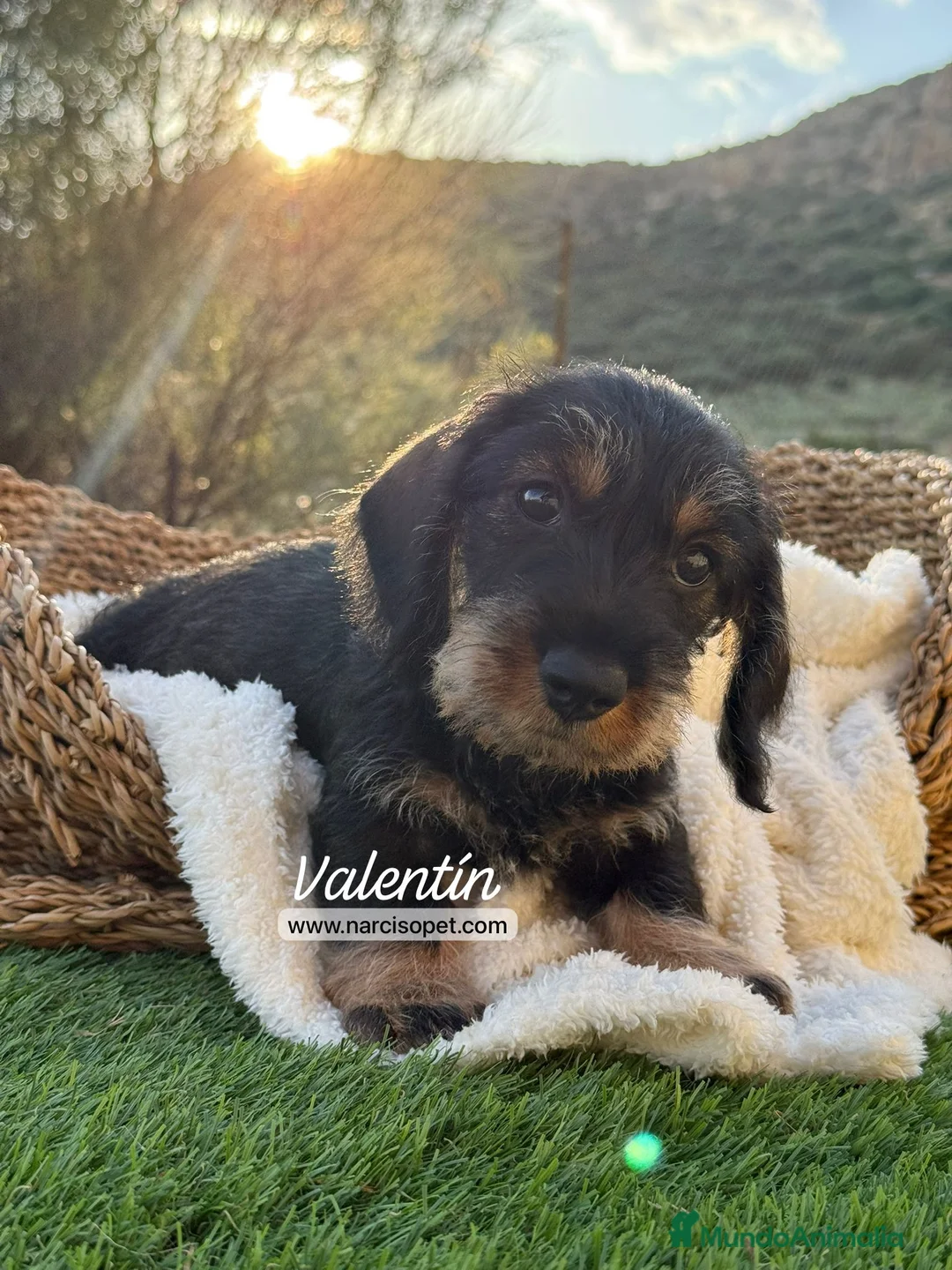 Teckel Miniatura perros en venta: TECKEL MACHO PELO DURO - Anuncio 5