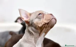 Bulldog Francés perros en venta: BULLDOG FRANCES EXOTICOS  - Imagen 3