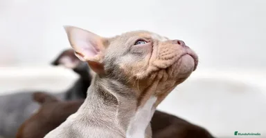 Bulldog Francés perros - Anuncio 2