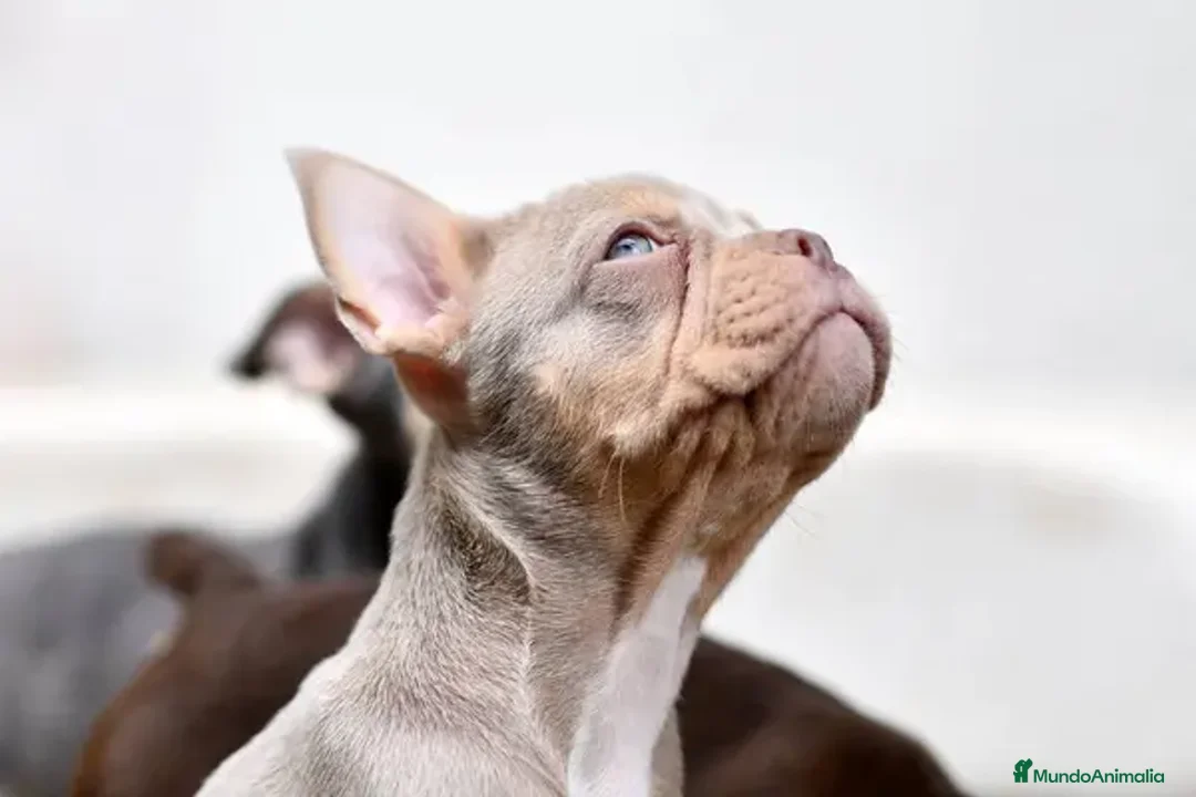 Bulldog Francés perros en venta: BULLDOG FRANCES EXOTICOS  - Imagen 3