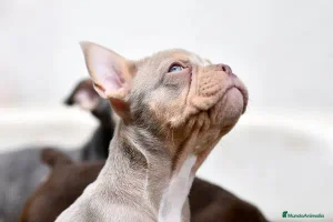 Bulldog Francés perros - Anuncio 1