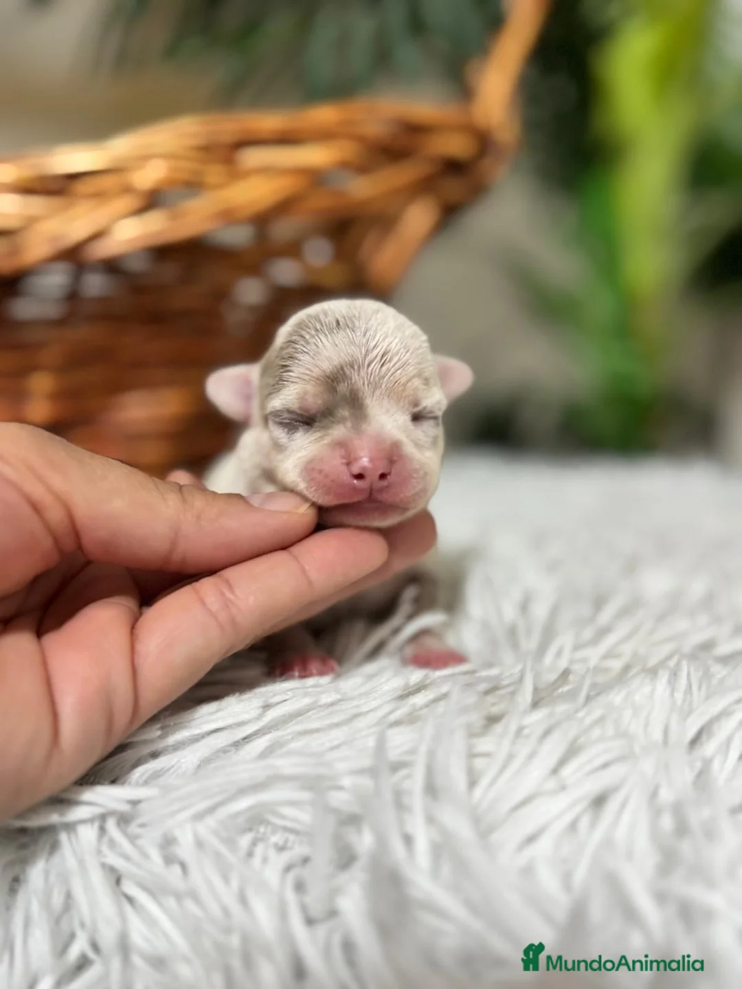 Chihuahua perros en venta: CHIHUAHUA MERLE MACHO - Anuncio 14