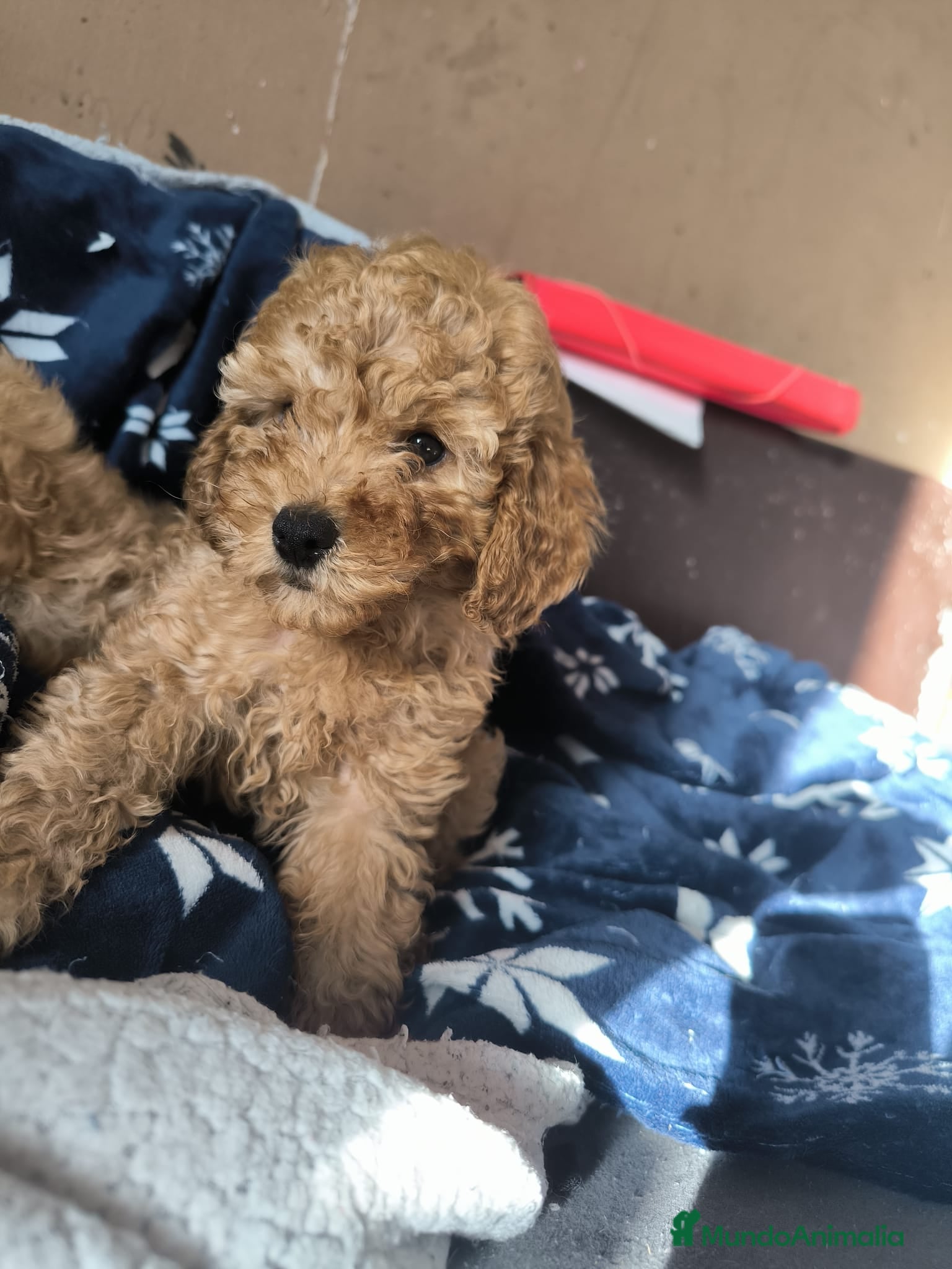 Caniche Toy perros Caniche toy  - Anuncio 2