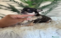 Chihuahua perros en venta: CHIHUAHUA MERLE HEMBRA - Imagen 3