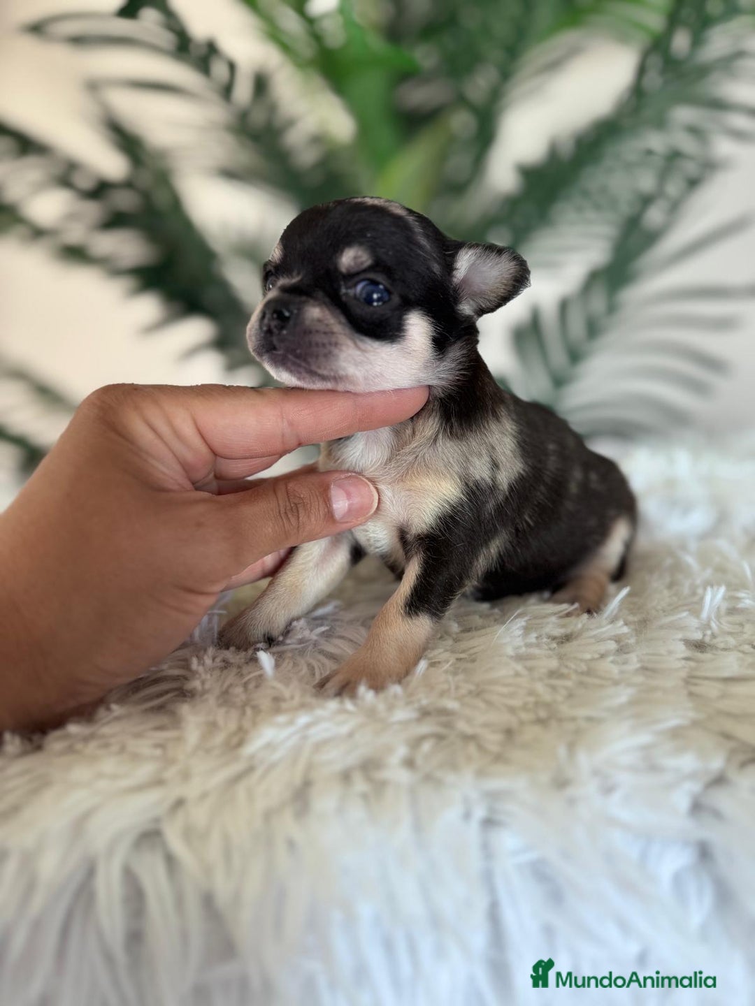 Chihuahua perros en venta: CHIHUAHUA MERLE HEMBRA - Imagen 3