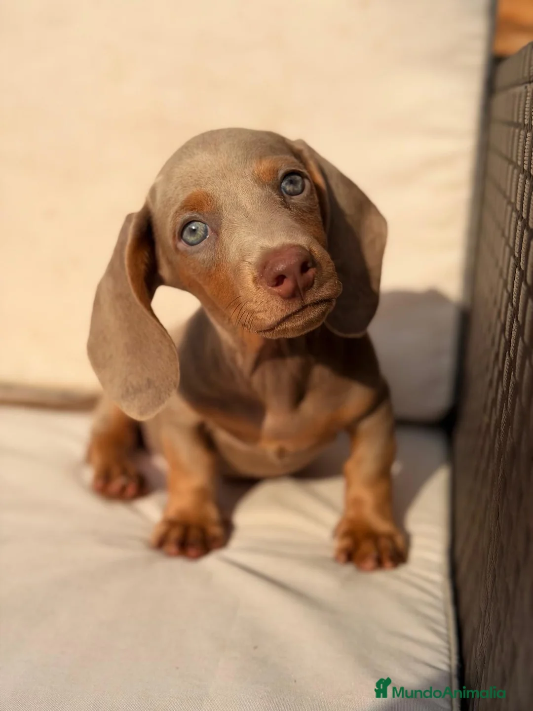 Teckel Miniatura perros en venta: TECKEL ISABELLA PAPÁS KANINCHEN - Anuncio 5