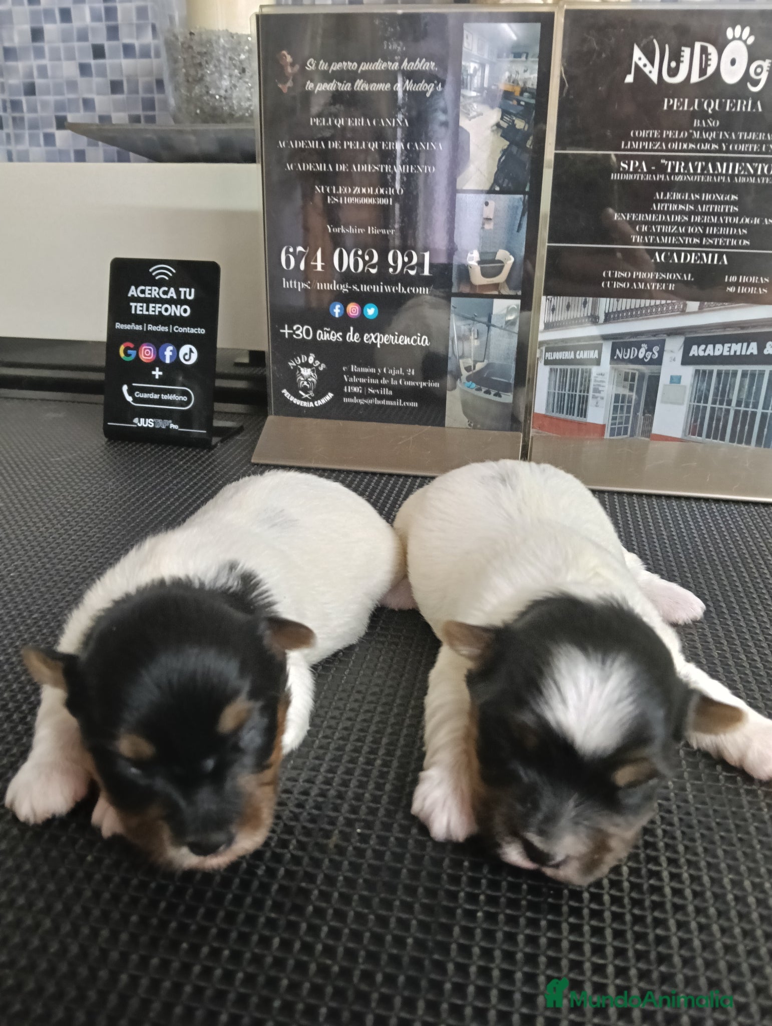 Biewer Yorkshire Terrier a la Pom Pon perros Hembras biewers pedigree opcional.  - Anuncio 36