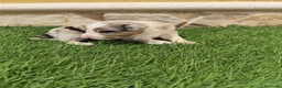Border Collie perros en venta: Border collie merle choco en Valencia - Anuncio 15