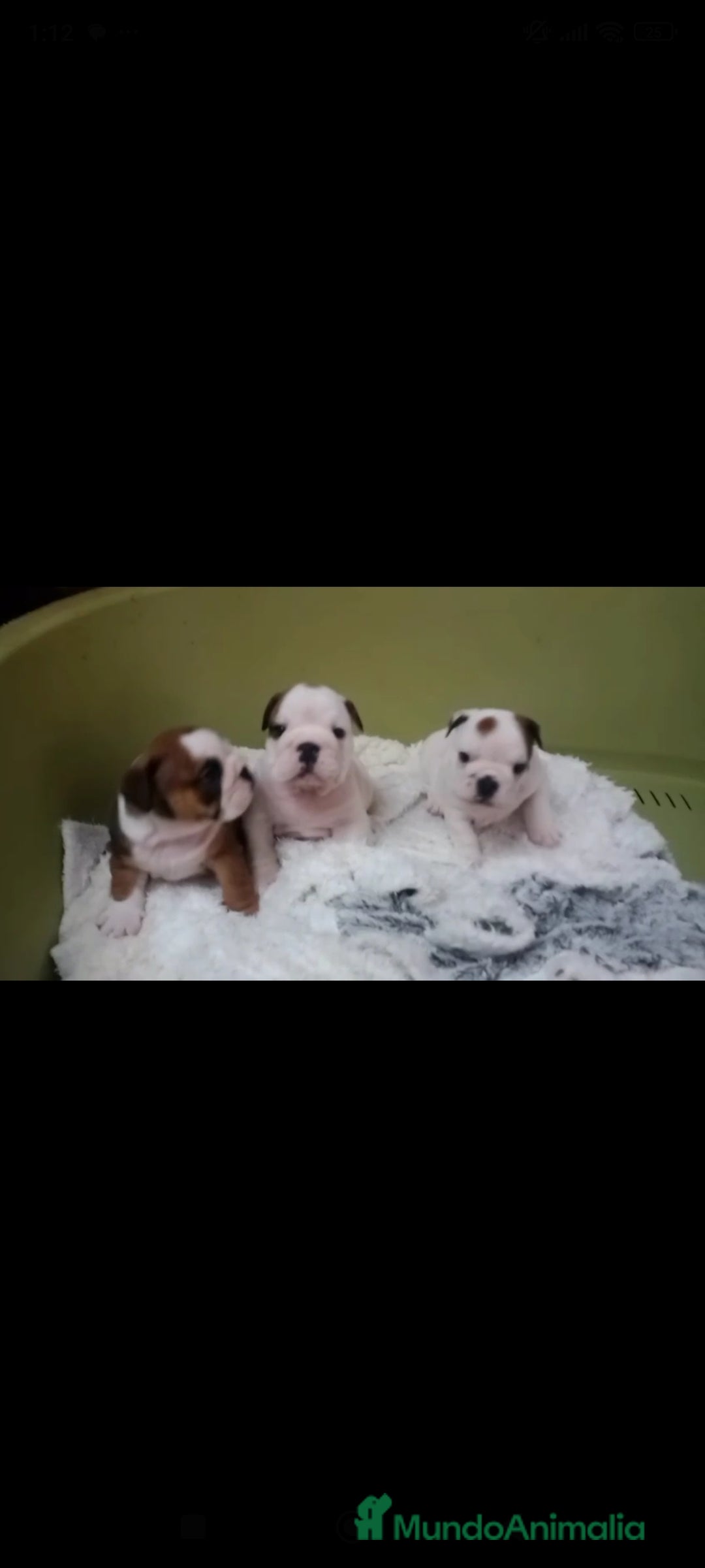 Bulldog Inglés perros en venta: Bulldog ingles  - Anuncio 6