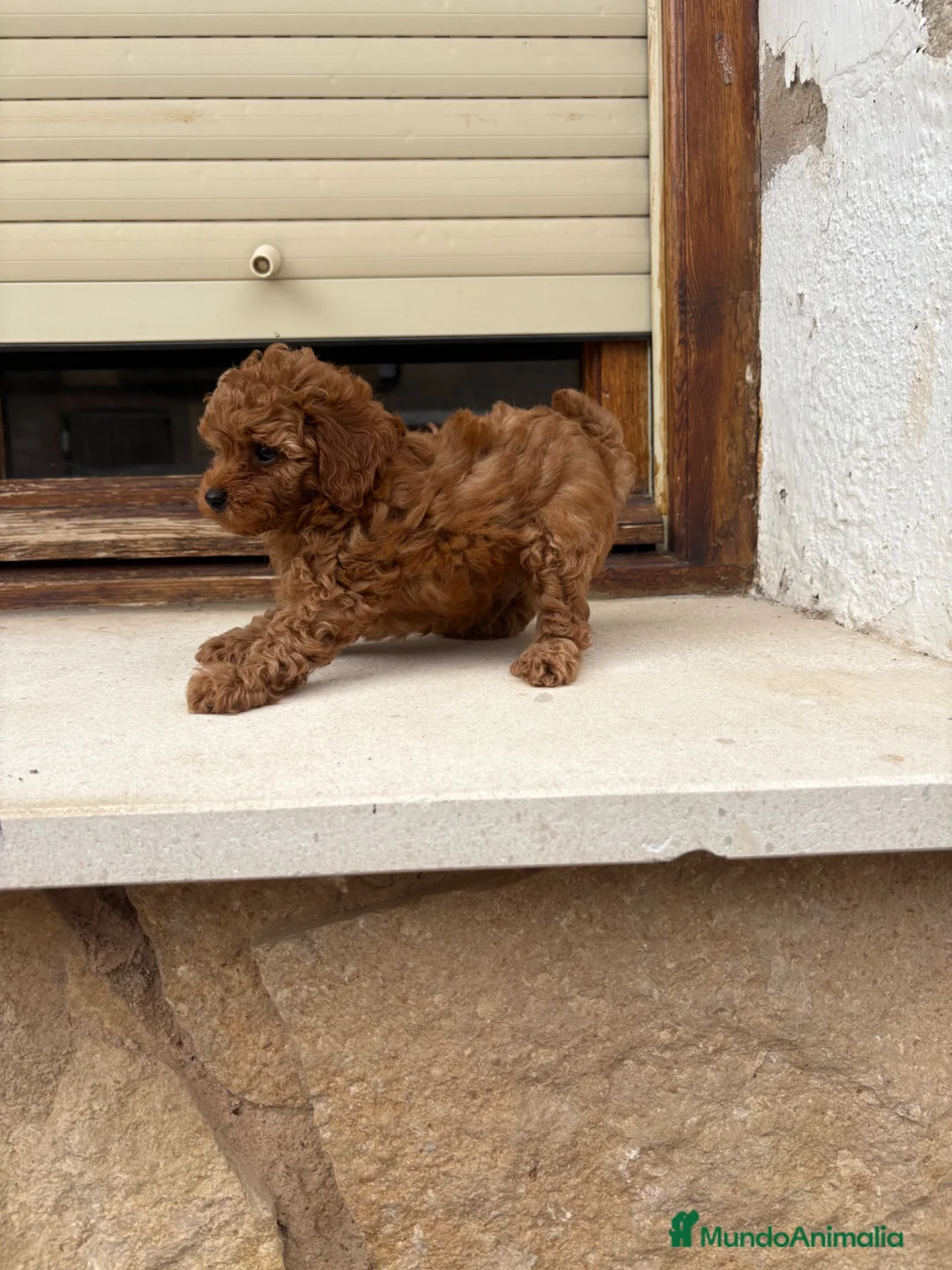 Caniche Toy perros en venta: Caniche Toy rojo - Anuncio 2