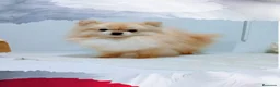 Pomerania perros en venta: Pomeranias adultos - Anuncio 2