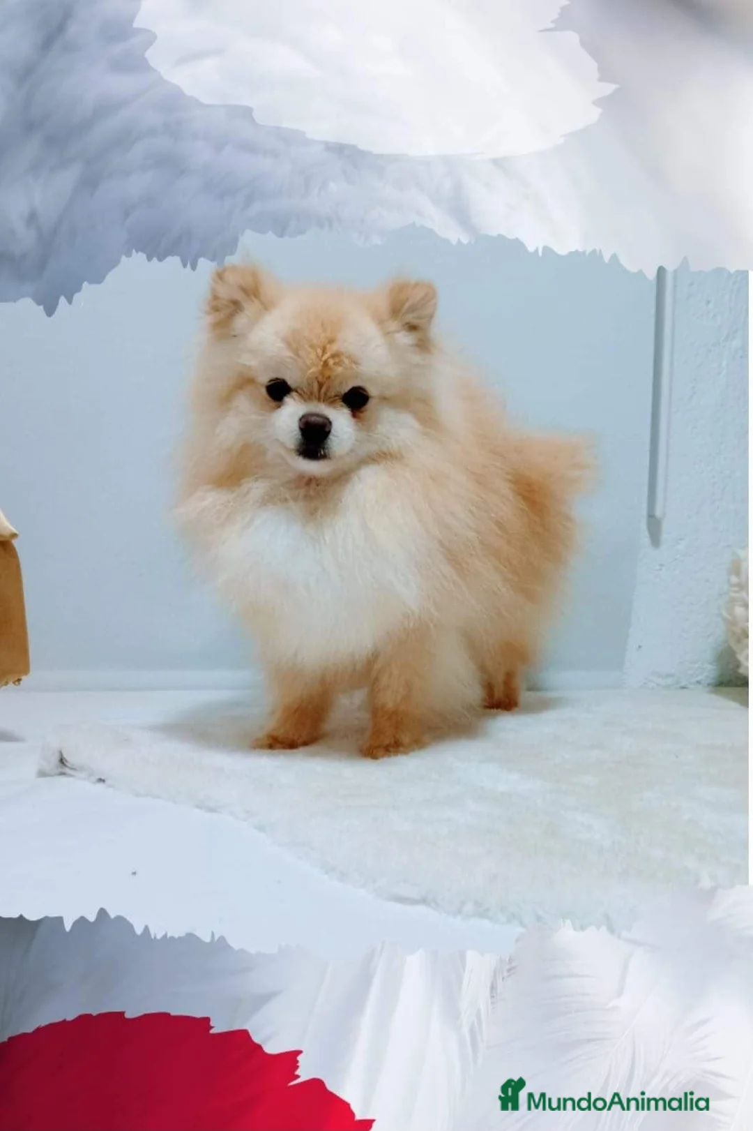 Pomerania perros en venta: Pomeranias adultos - Anuncio 2