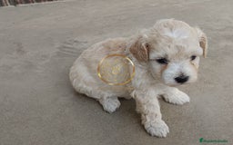 Maltipoo perros en venta: Maltipoo divinos  - Imagen 2