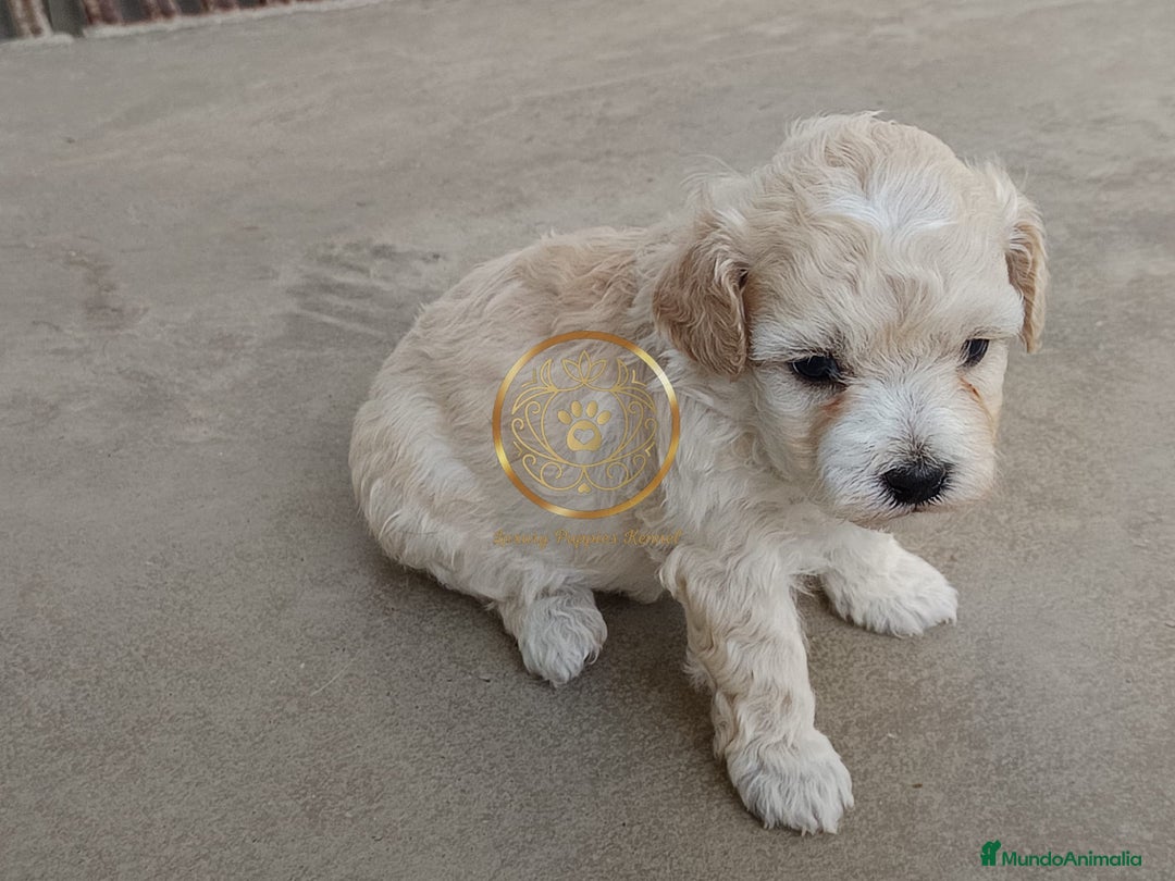 Maltipoo perros en venta: Maltipoo divinos  - Imagen 2
