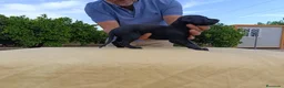 Galgo Español perros en venta: camada galgo español - Anuncio 3