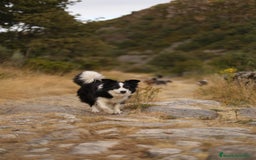 Border Collie perros en venta: Cachorros Border Collie  - Imagen 19