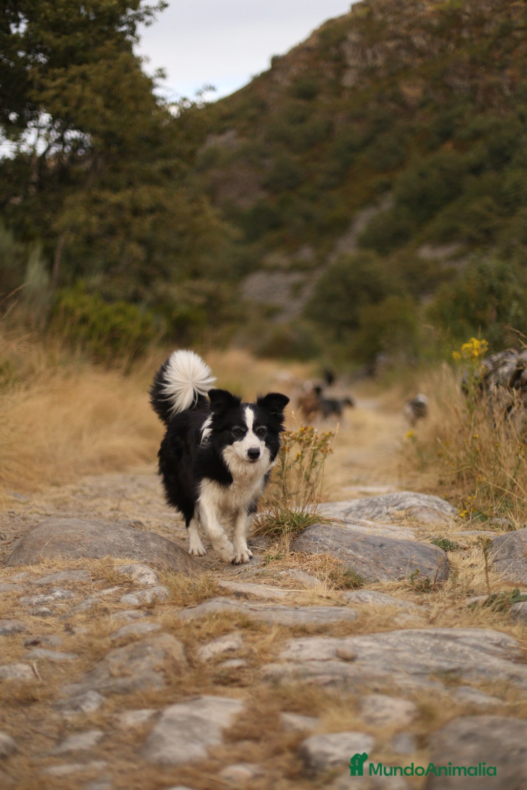 Border Collie perros en venta: Cachorros Border Collie  - Imagen 19