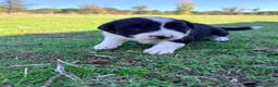 Border Collie perros en venta: Border collie - Anuncio 32