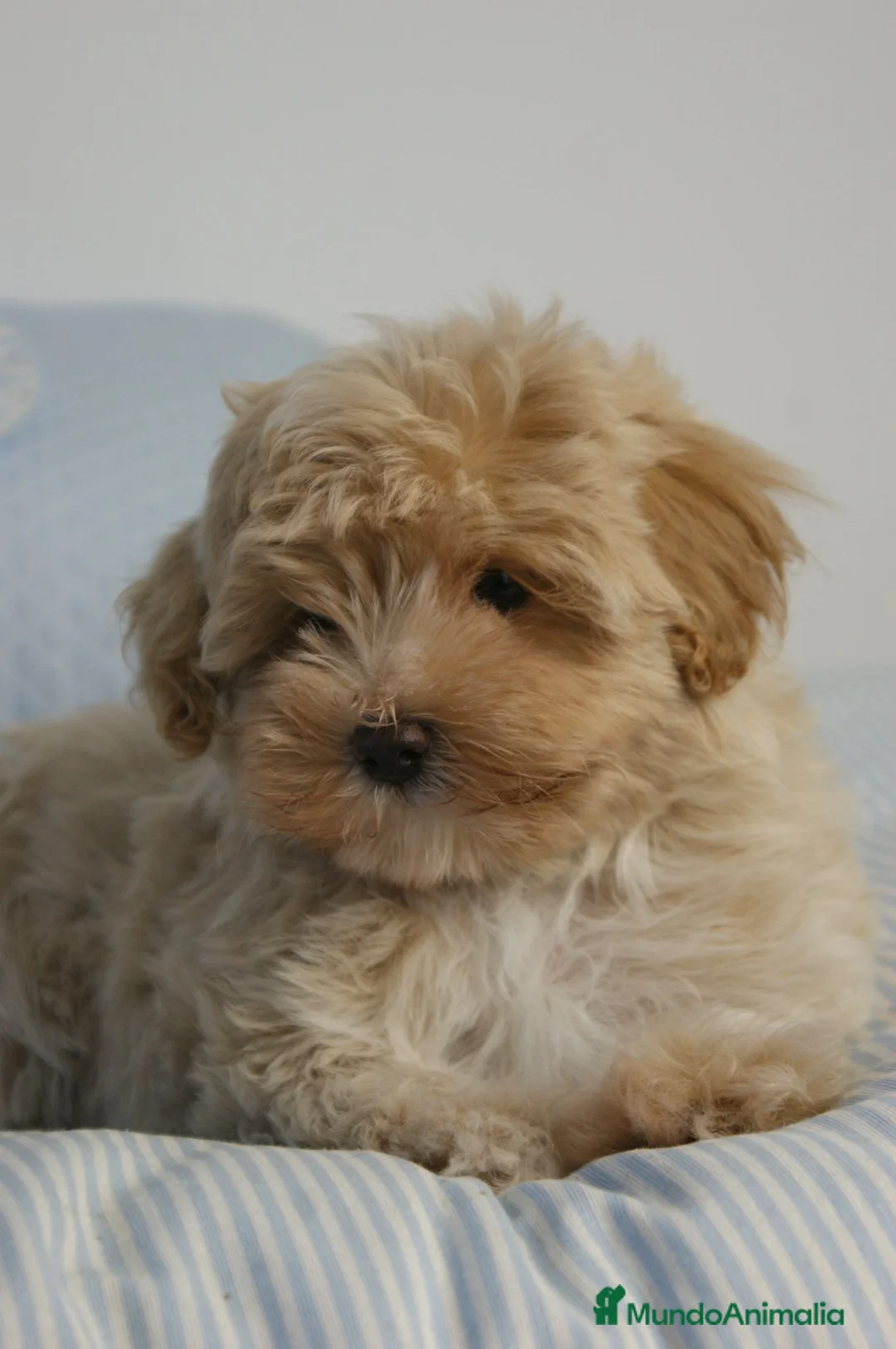Maltipoo perros en venta: CACHORRO DE MALTIPOO - Anuncio 7