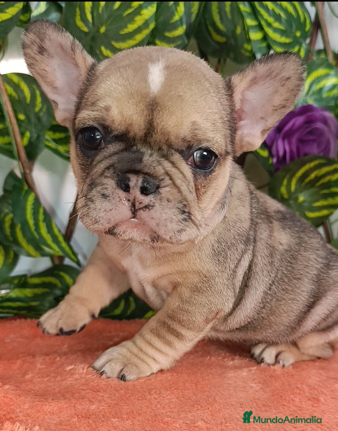 Bulldog Francés perros en venta: Bulldog francés minis guapísimos  - Anuncio 3