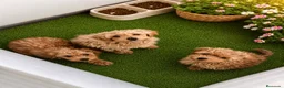Maltipoo perros en venta: PRECIOSA CAMADA DE MALTIPOO 90%caniche  - Anuncio 1