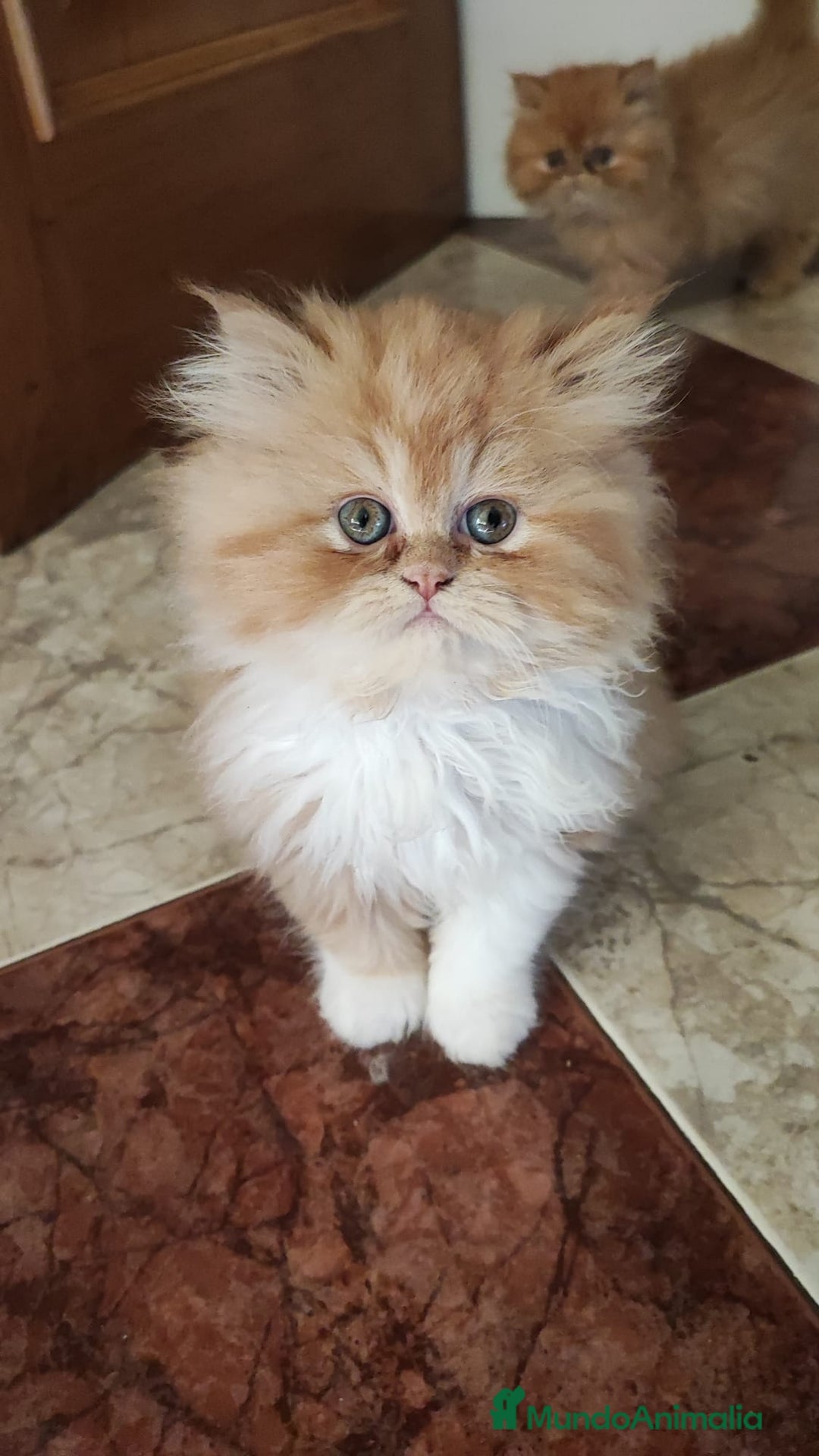 Persa gatos en venta: Gatitos persa chatitos - Anuncio 3