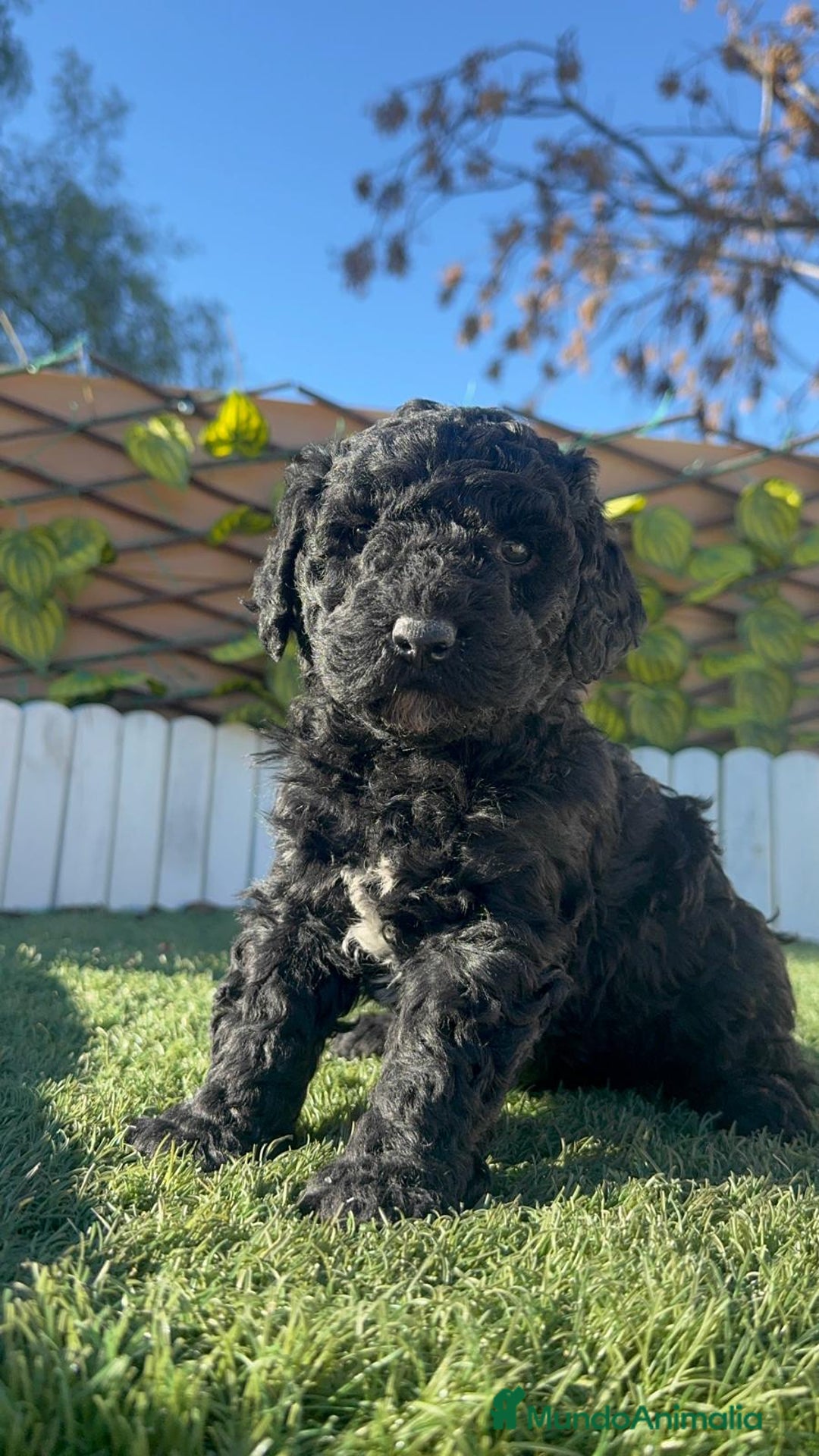 Perro de Agua Español perros en venta: PERRO DE AGUA ESPAÑOL HEMBRA - Anuncio 2