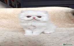Persa gatos en venta: Persas blancos - Imagen 8