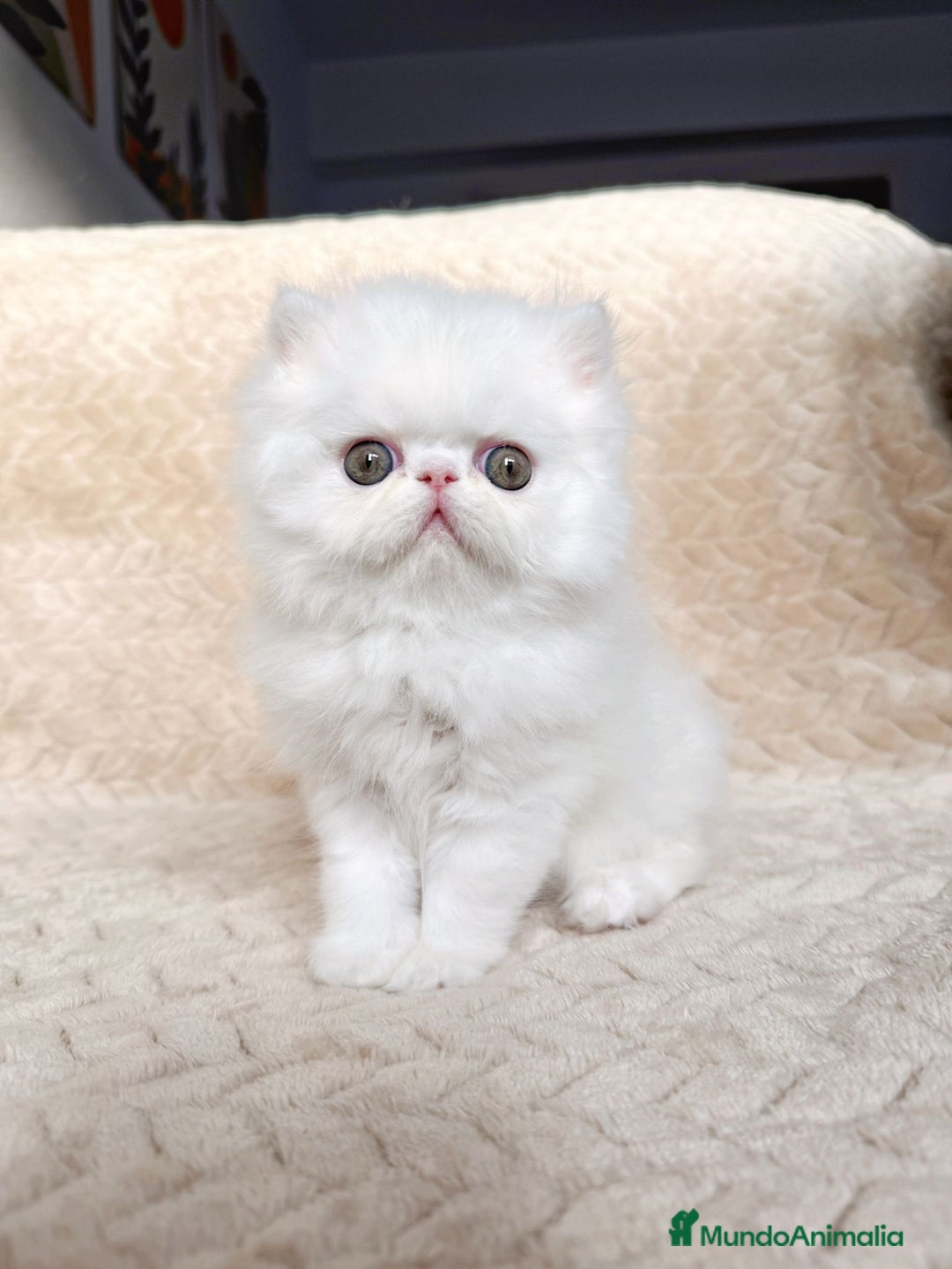 Persa gatos en venta: Persas blancos - Imagen 8