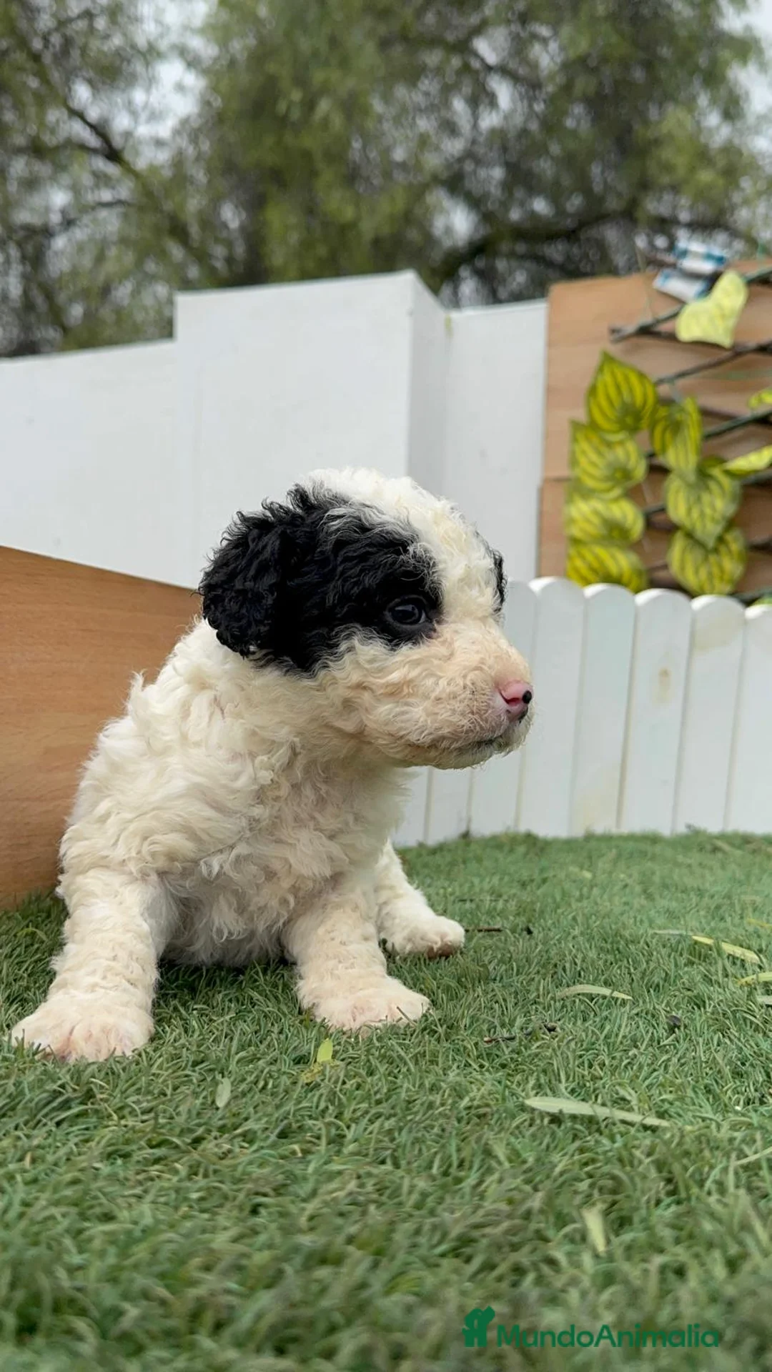 Perro de Agua Español perros en venta: PERRO DE AGUA HEMBRA - Anuncio 2