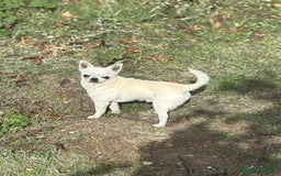 Chihuahua perros en venta: Chihuahua blanco toy para entregar.  - Imagen 5