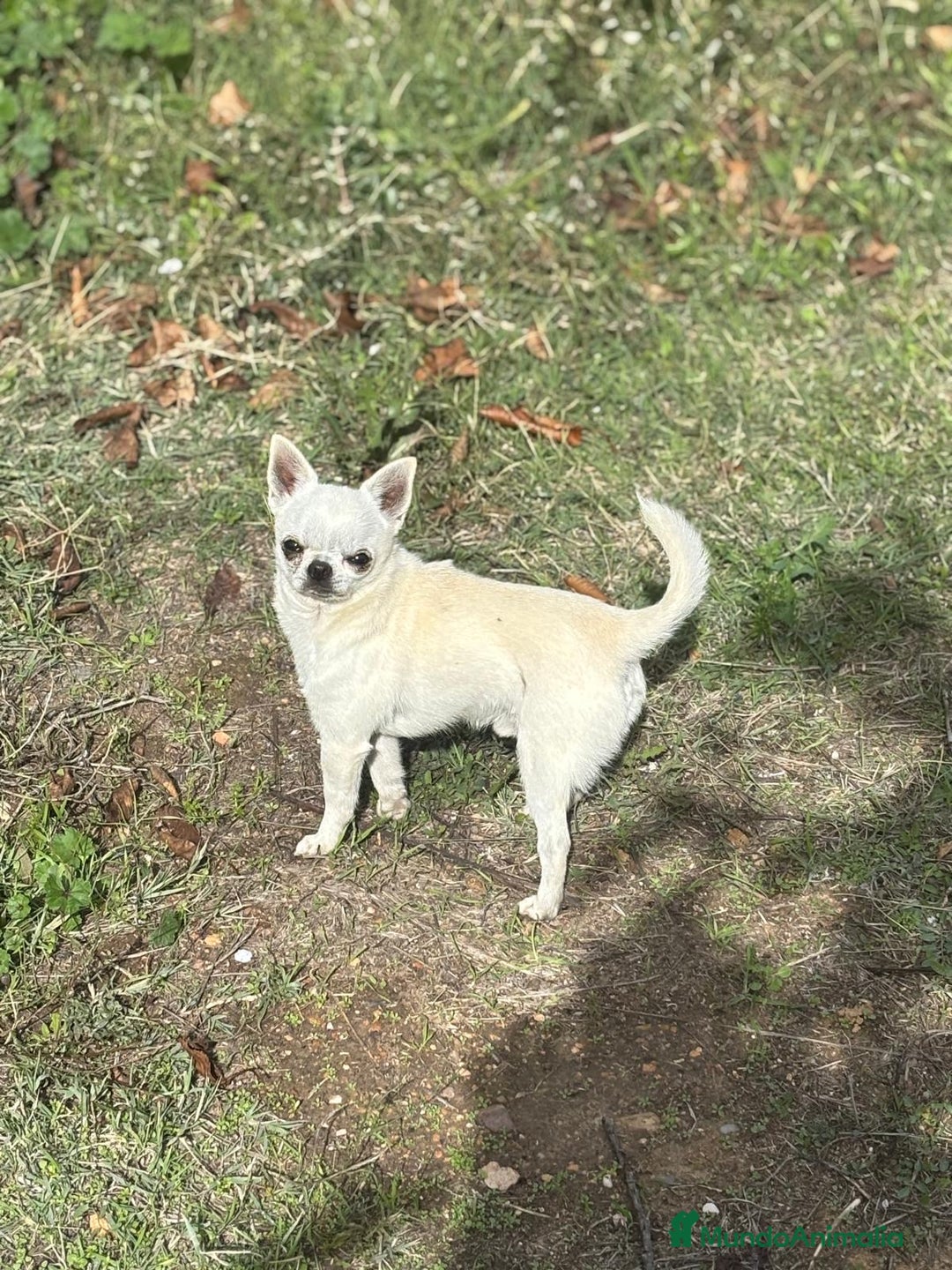 Chihuahua perros en venta: Chihuahua blanco toy para entregar.  - Imagen 5