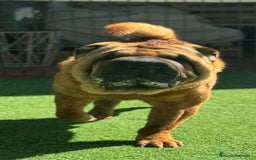 Shar Pei perros en adopcion: SHAR PEI JOVEN ADOPCION  - Imagen 2