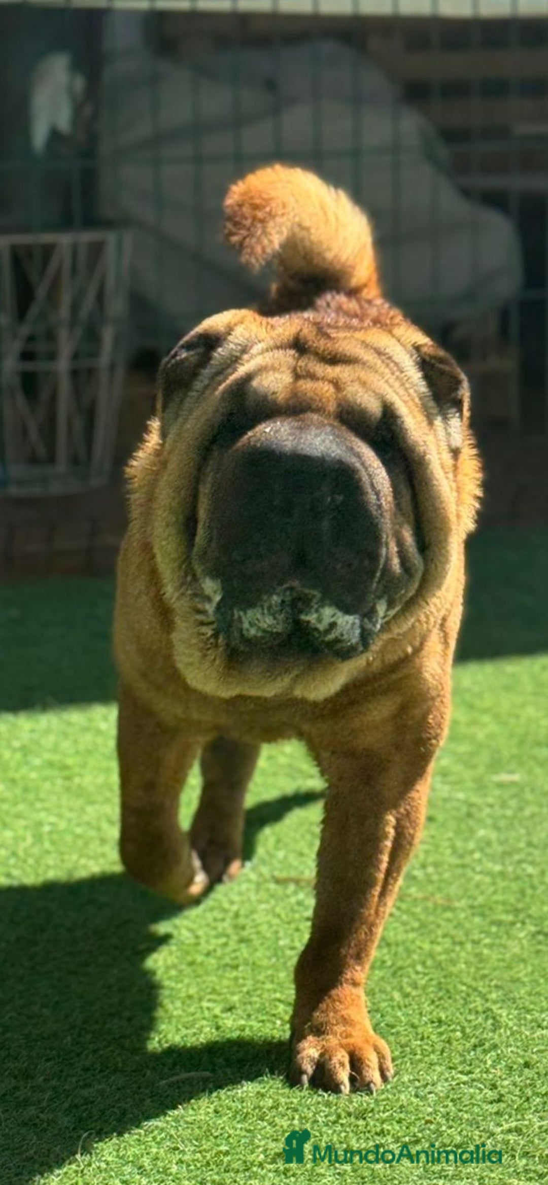 Shar Pei perros en adopcion: SHAR PEI JOVEN ADOPCION  - Imagen 2
