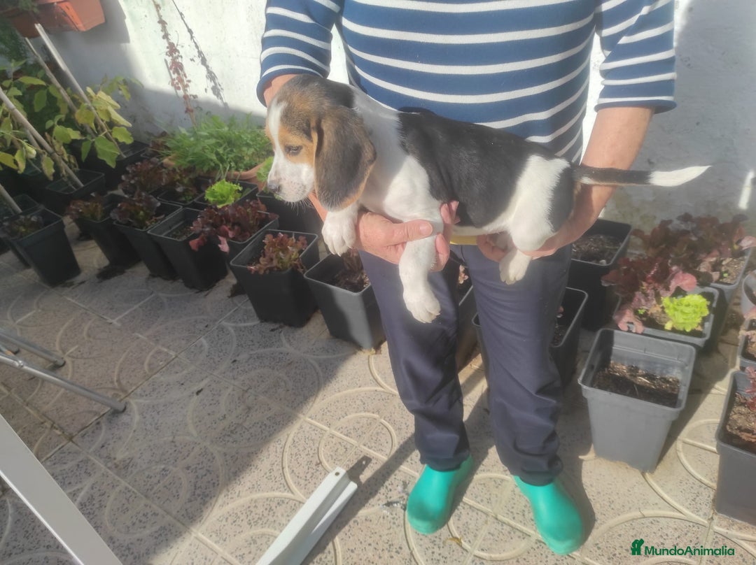 Beagle perros en venta: Beagle  - Anuncio 4