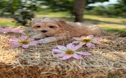 Maltipoo perros en venta: Maltipoo  - Imagen 8