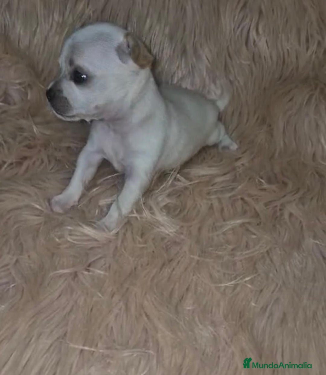 Chihuahua perros en venta: Chihuahua toy cabeza manzana  - Imagen 1