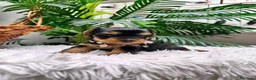 Yorkshire Terrier perros en venta: YORKSHIRE TERRIER HEMBRAS - Anuncio 9