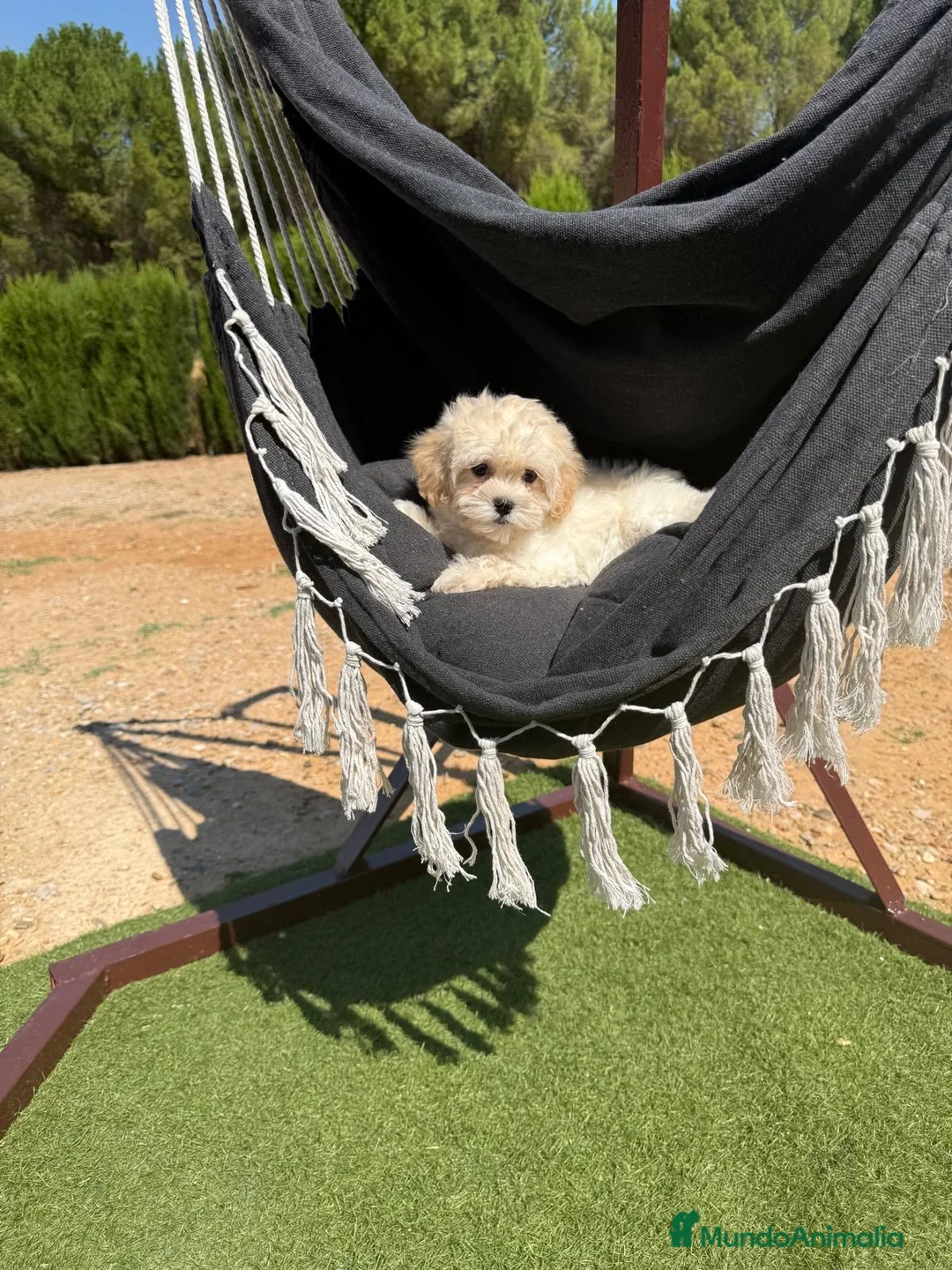 Maltipoo perros en venta: Maltipoo hembra toy lista para entregar !! - Anuncio 7