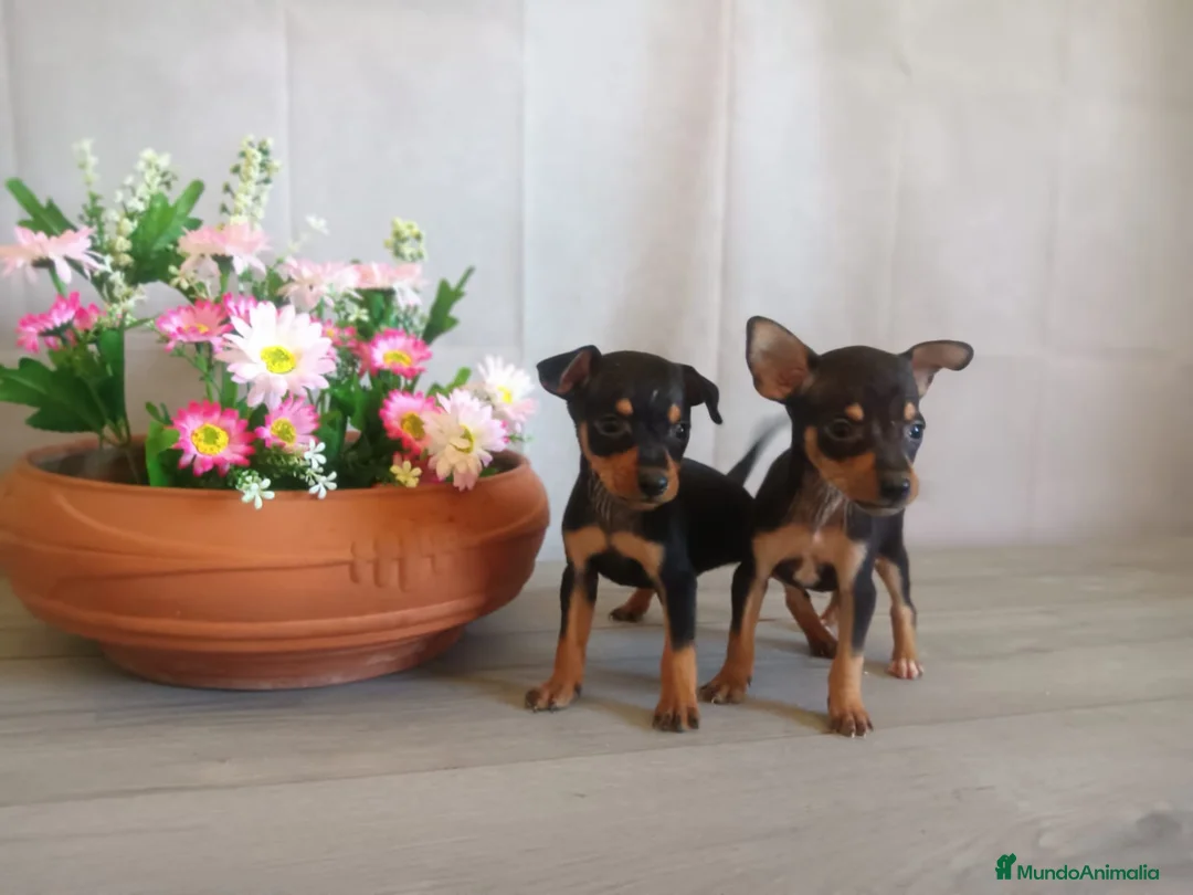 Pinscher Miniatura perros en venta: Pinscher Miniatura Cachorros Cría Responsable  - Anuncio 4