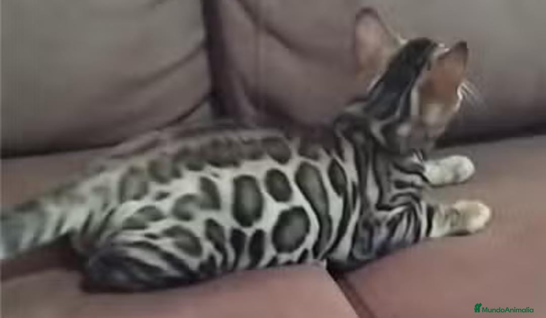 Bengalí gatos Gatitos bengali - Anuncio 3