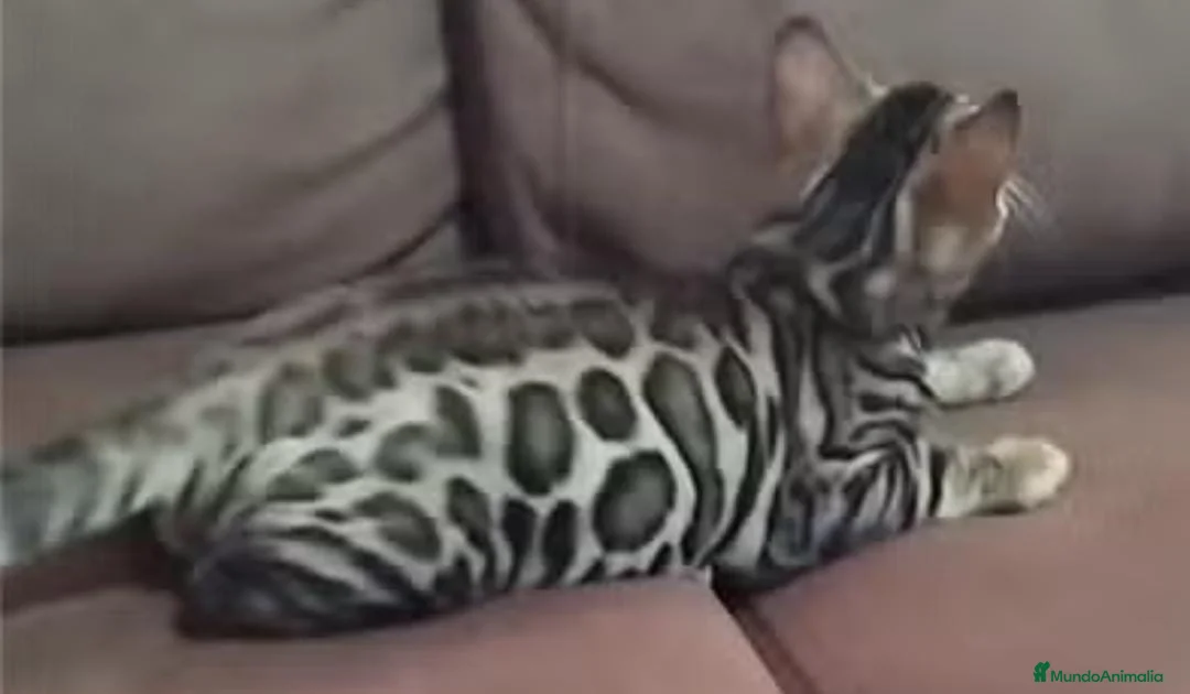 Bengalí gatos en venta: Gatitos bengali - Anuncio 1