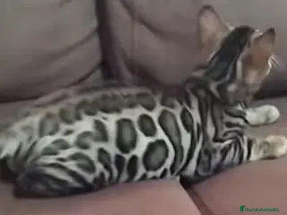 Bengalí gatos Gatitos bengali - Anuncio 3