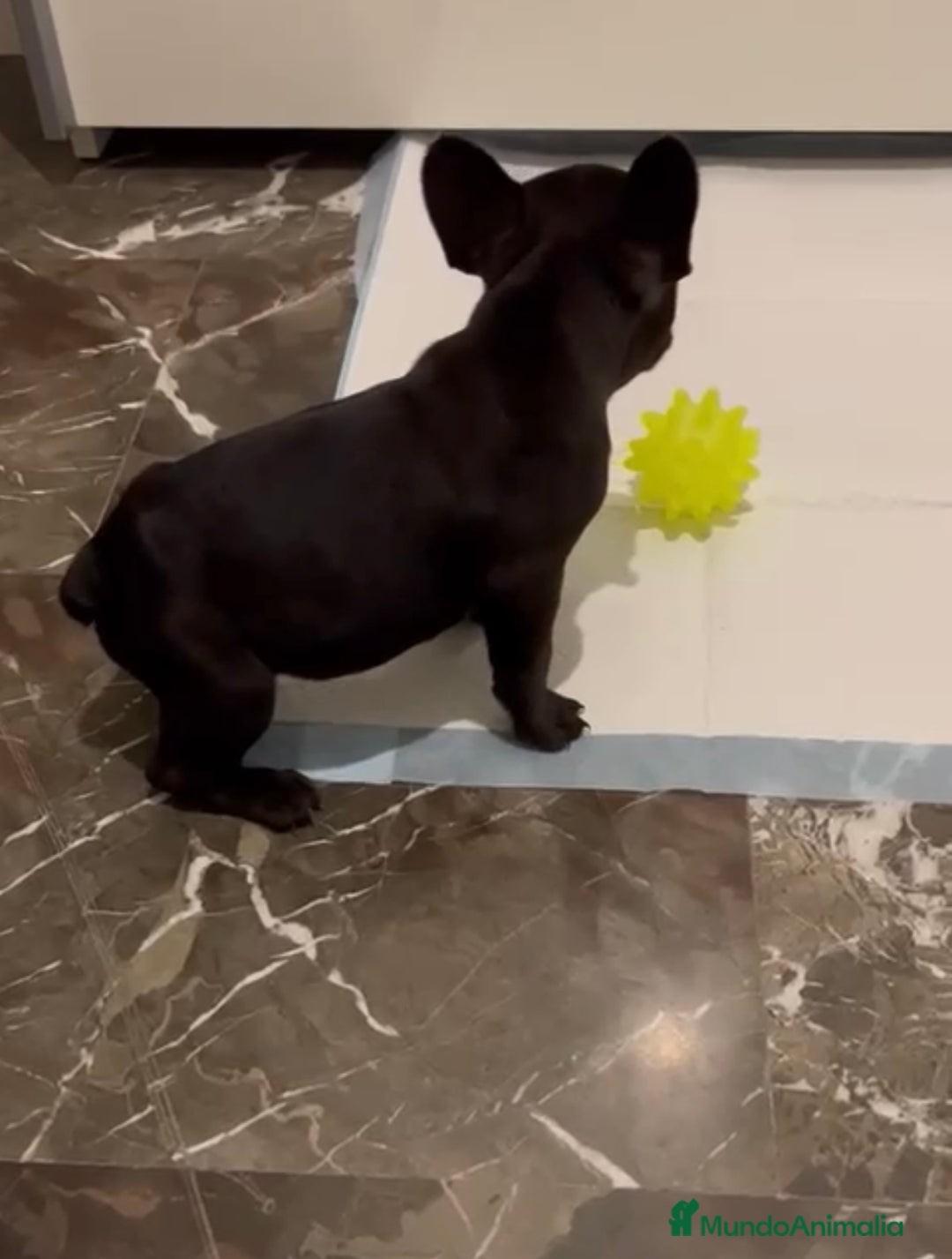 Bulldog Francés perros en venta: BULLDOG FRANCÉS HEMBRA DISPONIBLE - Anuncio 4