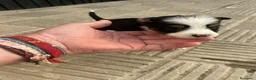 Border Collie perros en venta: Bordell collin Espectaculares Cálidad Maxima - Anuncio 5