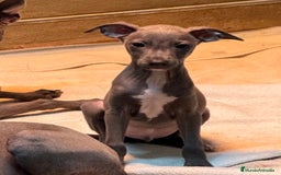 Pequeño Lebrel Italiano perros en venta: CACHORROS DE PICCOLO LEBREL ITALIANO - Imagen 2