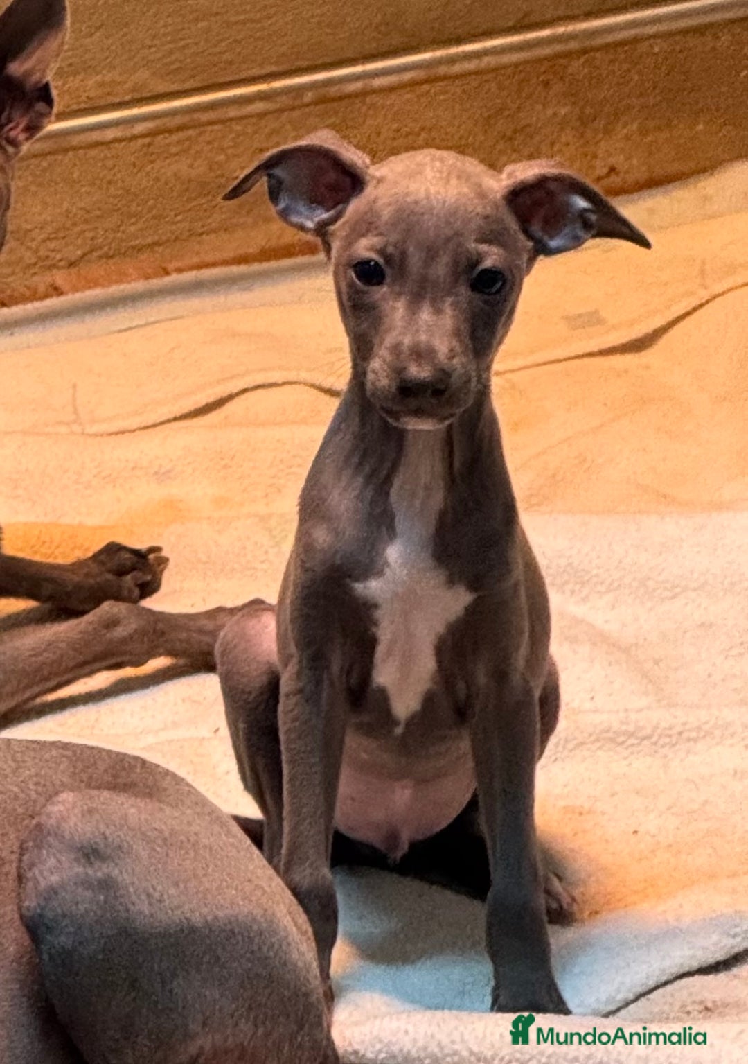 Pequeño Lebrel Italiano perros en venta: CACHORROS DE PICCOLO LEBREL ITALIANO - Imagen 2