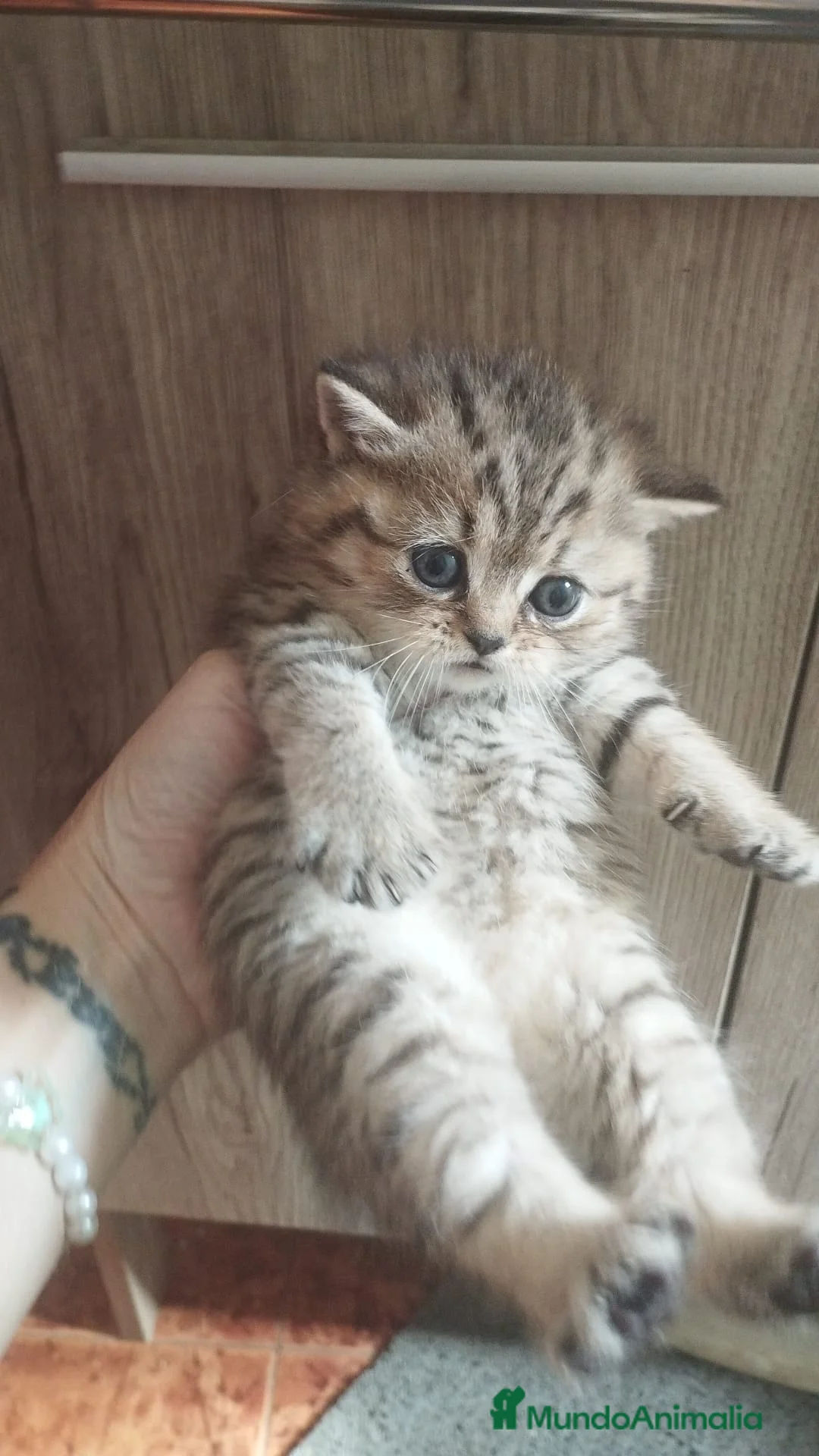 Británico de Pelo Corto gatos en venta: British shorthair tabby - Anuncio 4