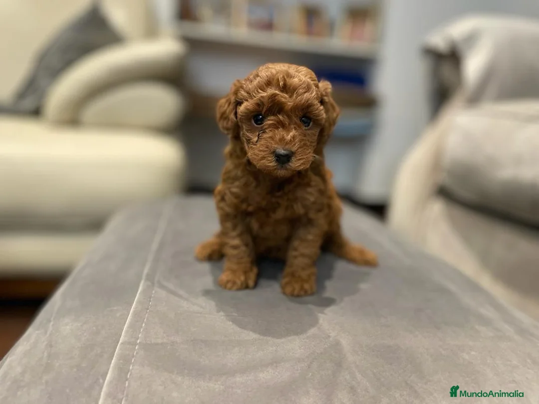 Caniche Toy perros en venta: caniche toy - Anuncio 3