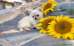 Chihuahua perros en venta: Chihuahuas macho de pelo largo  - Imagen 6